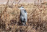 Grey Heron Bosque del Apache Dec 2018